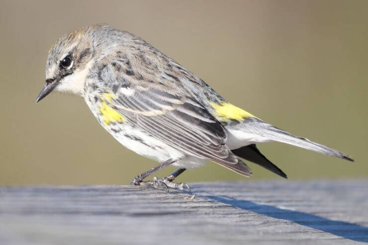 Yellow-rumped Warbler