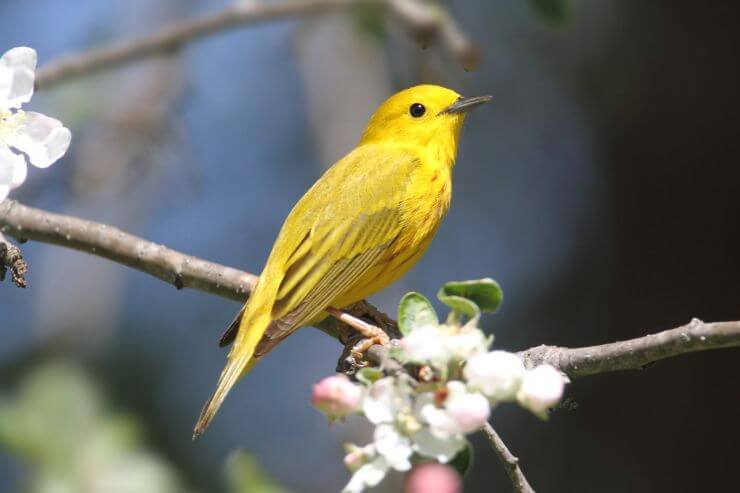 Yellow Warbler