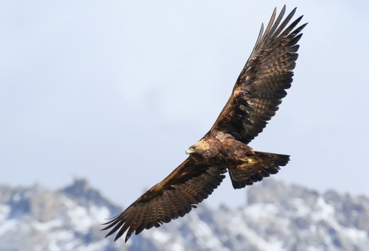 Adult Golden Eagle in flight