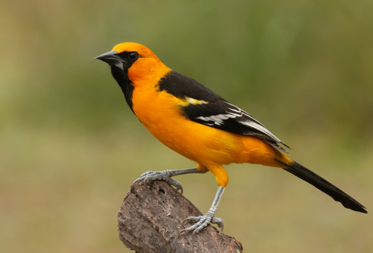 Altamira Oriole (Icterus gularis)