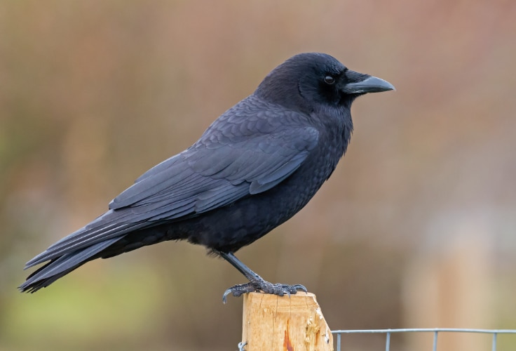 American Crow (Corvus brachyrhynchos)