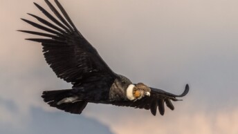 Andean Condor in flight
