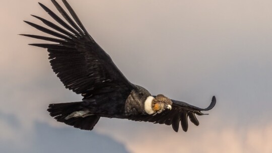 Andean Condor in flight