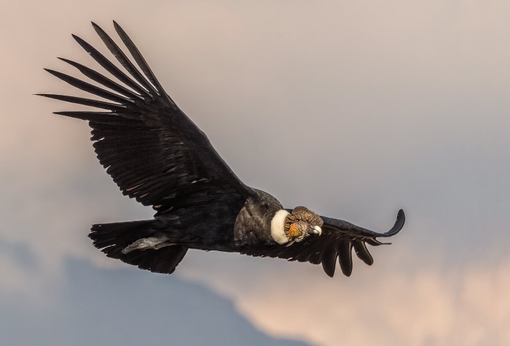 Andean Condor in flight