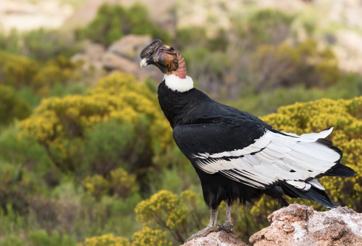 Andean Condor (Vultur gryphus)
