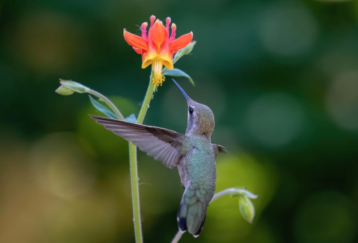 Anna's Hummingbird hovers near western columbine