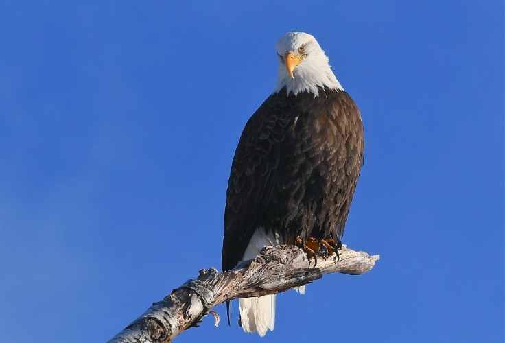 Bald Eagle (Haliaeetus leucocephalus)