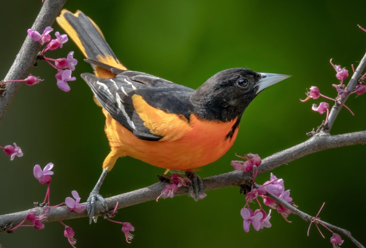Baltimore Oriole (Icterus galbula)