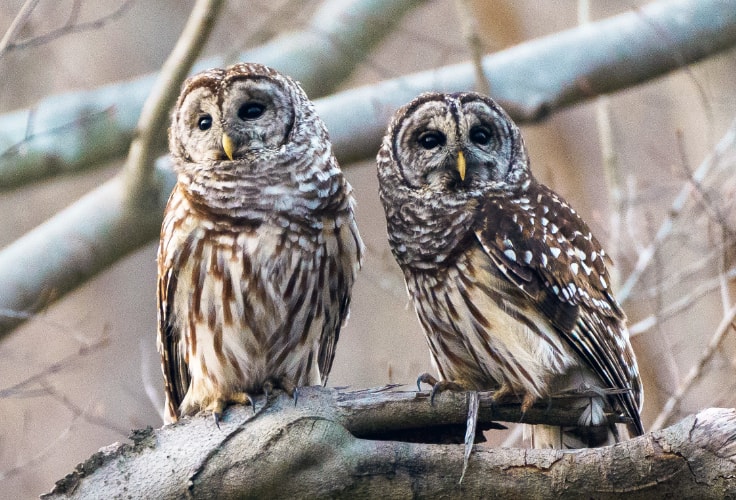 Barred Owl pair
