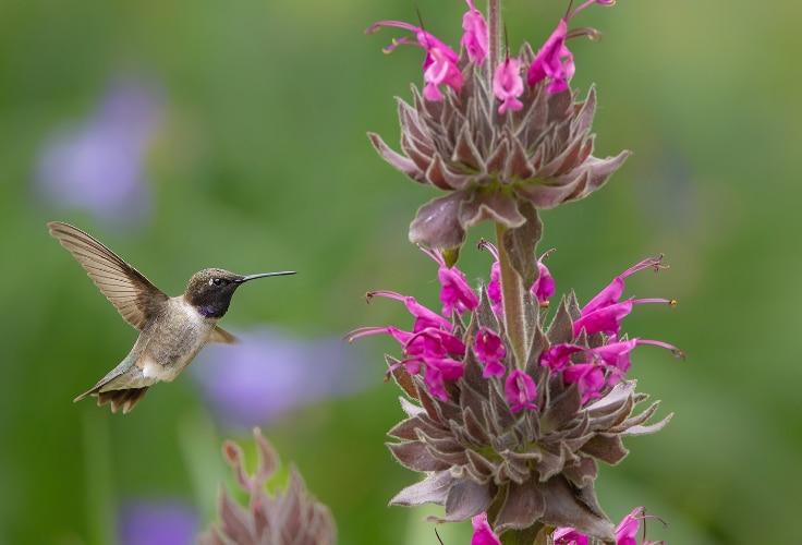Black-chinned Hummingbird hovers near a hummingbird sage