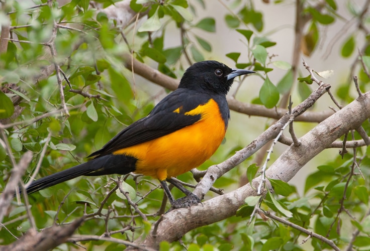 Black-Vented Oriole in Texas, US