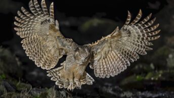 Blakiston's Fish-Owl swoops down with its wings fully spread