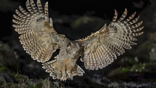 Blakiston's Fish-Owl swoops down with its wings fully spread