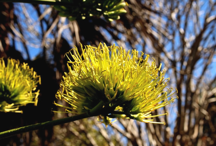 Blooming Havard's Century Plant