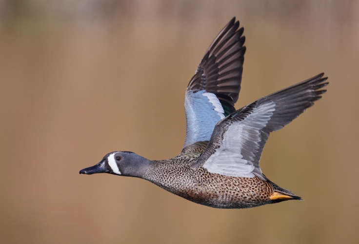 Blue-Winged Teal in flight