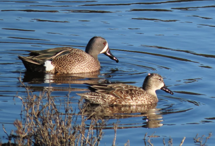 Blue-Winged Teal pair