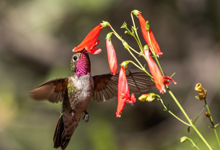 Male Broad-Tailed Hummingbird feeds on beardlip penstemon