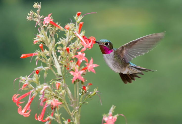 Broad-Tailed Hummingbird visits a scarlet gilia