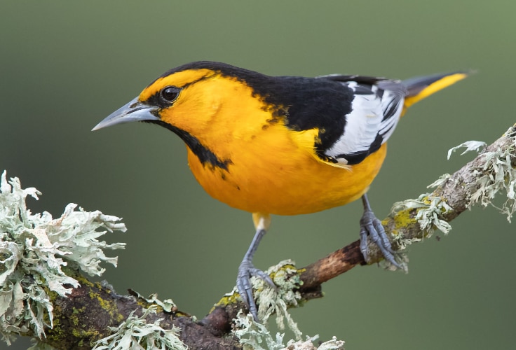 Bullock's Oriole (Icterus bullockii)