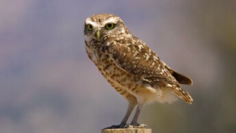 Burrowing Owl (Athene cunicularia)