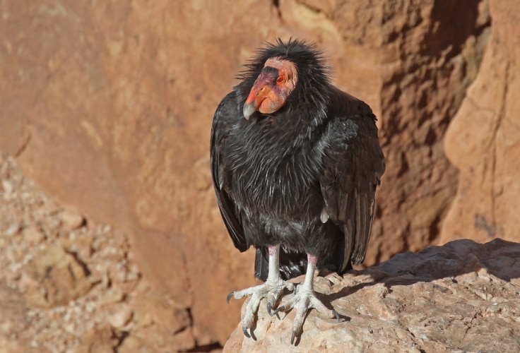 California Condor (Gymnogyps californianus)