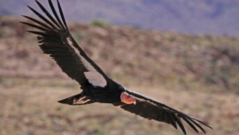 California Condor in flight