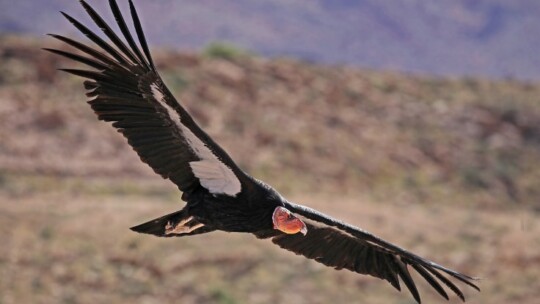 California Condor in flight