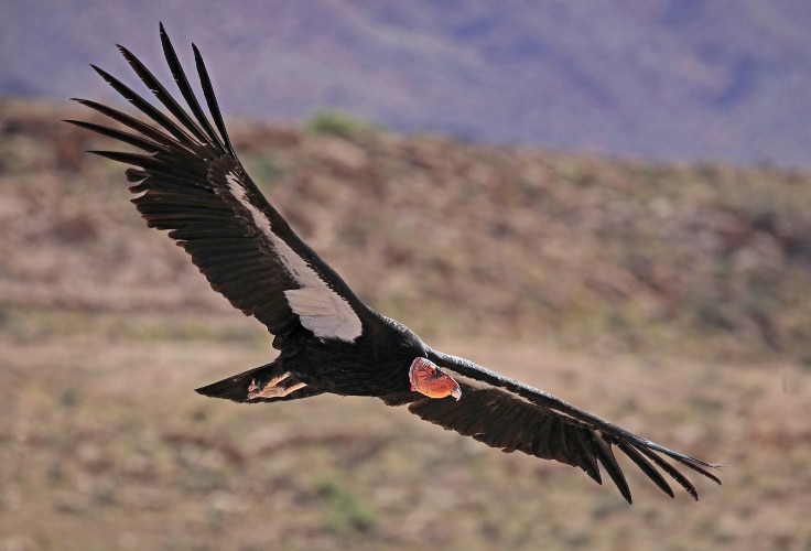 California Condor in flight