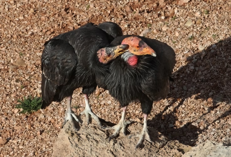 California Condor pair