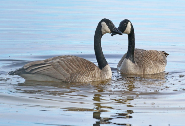 Canada Goose pair