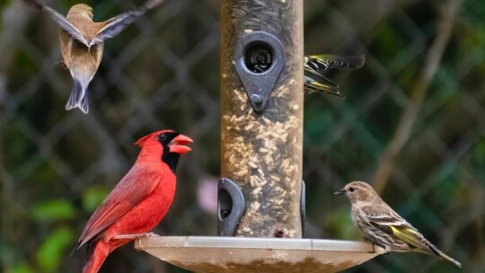 Cardinal and finches at a seed feeder