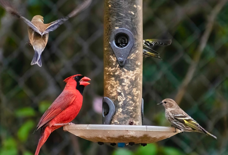 Cardinal and finches at a seed feeder