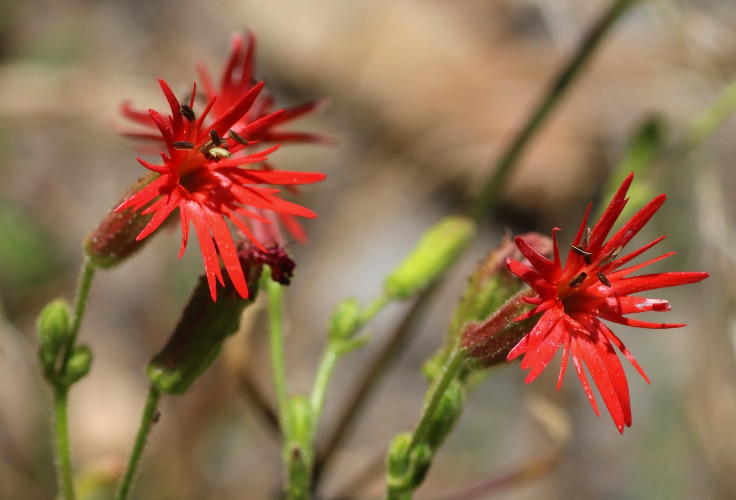 Cardinal Catchfly (Silene laciniata)