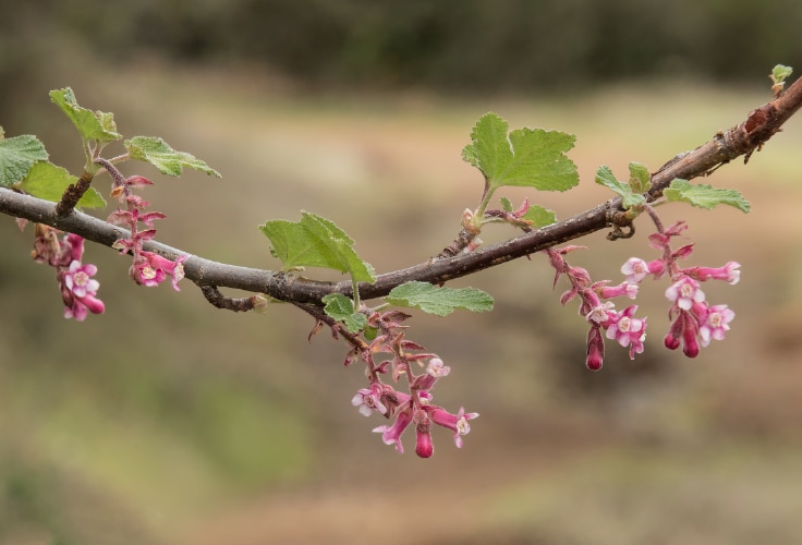 Chaparral Currant (Ribes malvaceum)