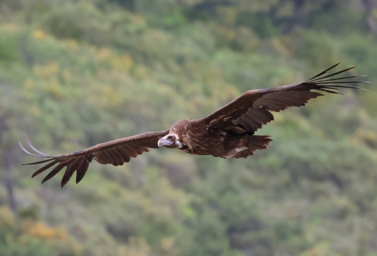 Cinereous Vulture in flight