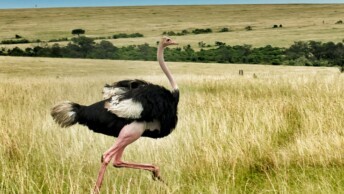 Common Ostrich sprinting across the savannah