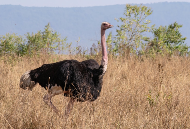 Common Ostrich (Struthio camelus)