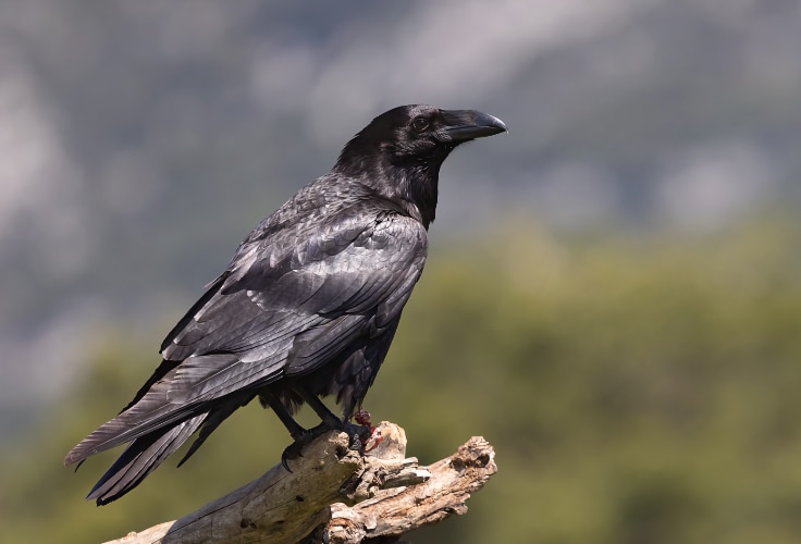Common Raven (Corvus corax)