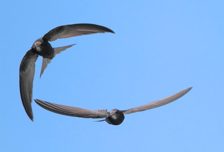 Common Swift pair