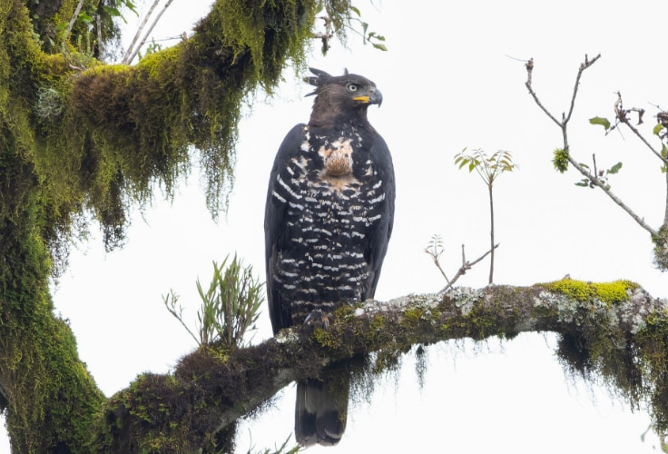Crowned Eagle (Stephanoaetus coronatus)