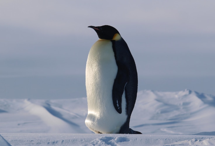 Emperor Penguin (Aptenodytes forsteri)