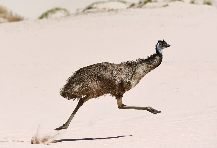 Emu sprinting across the sandy plains