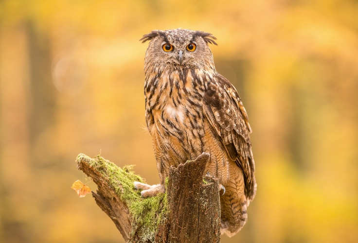 Eurasian Eagle-Owl (Bubo bubo)