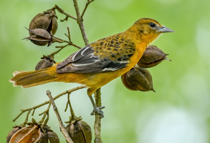 Female Baltimore oriole