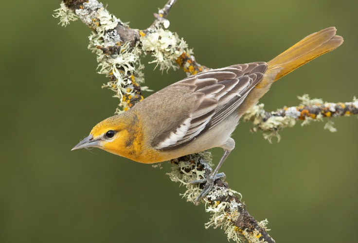 Female Bullock's Oriole