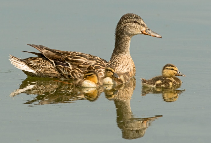 Female Mallard with ducklings