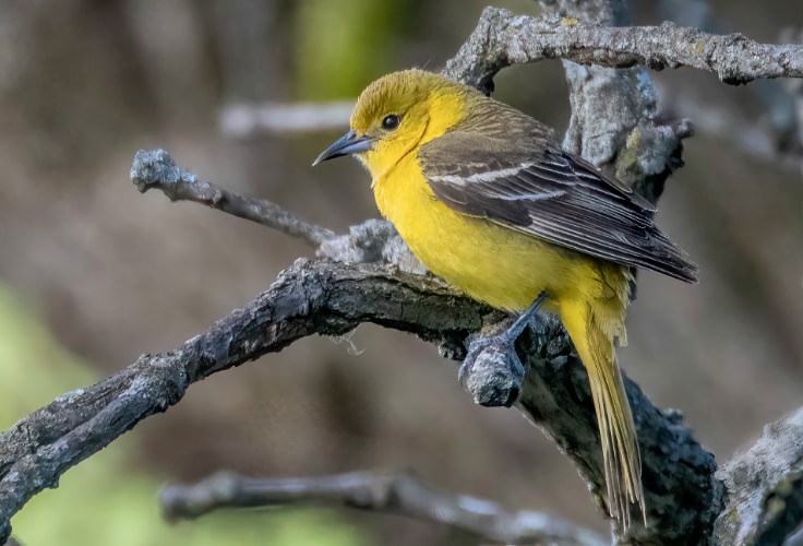 Female Orchard Oriole