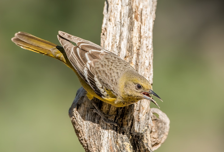 Female Scott's Oriole