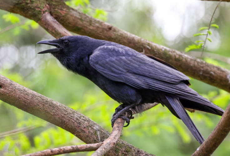 Fish Crow (Corvus ossifragus)
