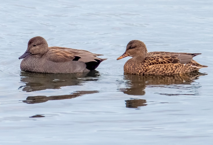 Gadwall pair